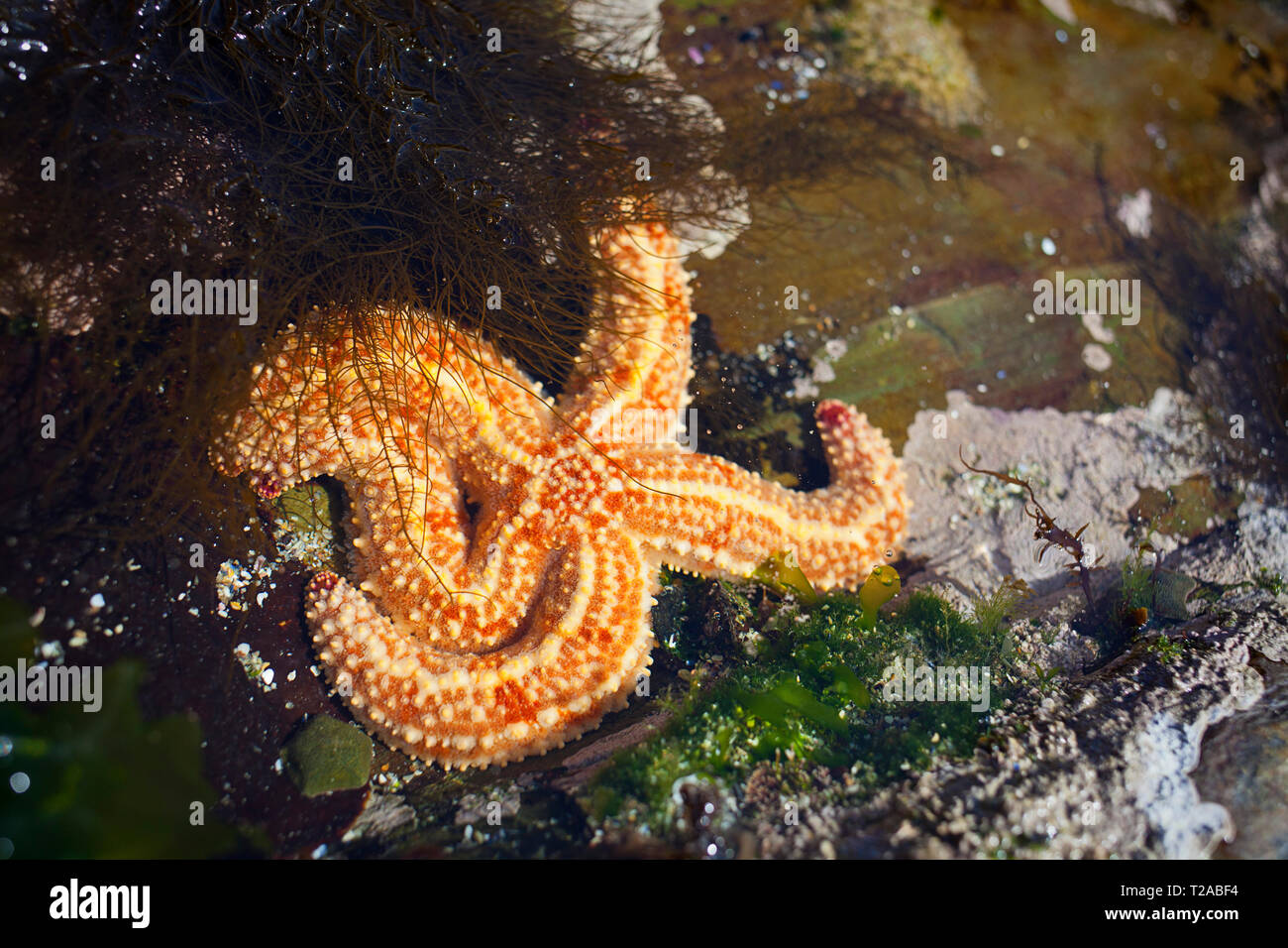 The common starfish, sea star or sugar starfish Stock Photo