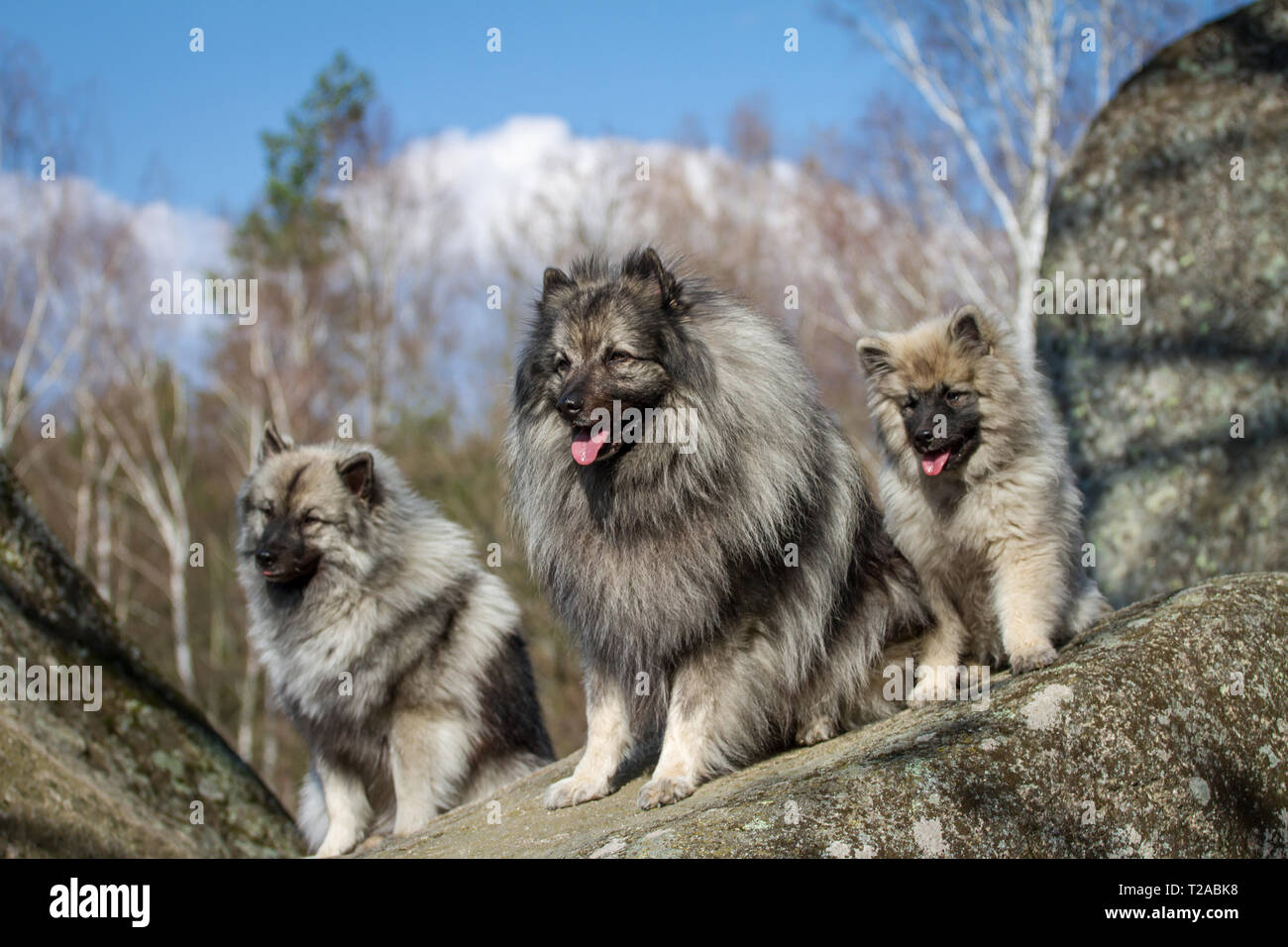 A group of 3 Wolfsspitz (Keeshond) dogs Stock Photo