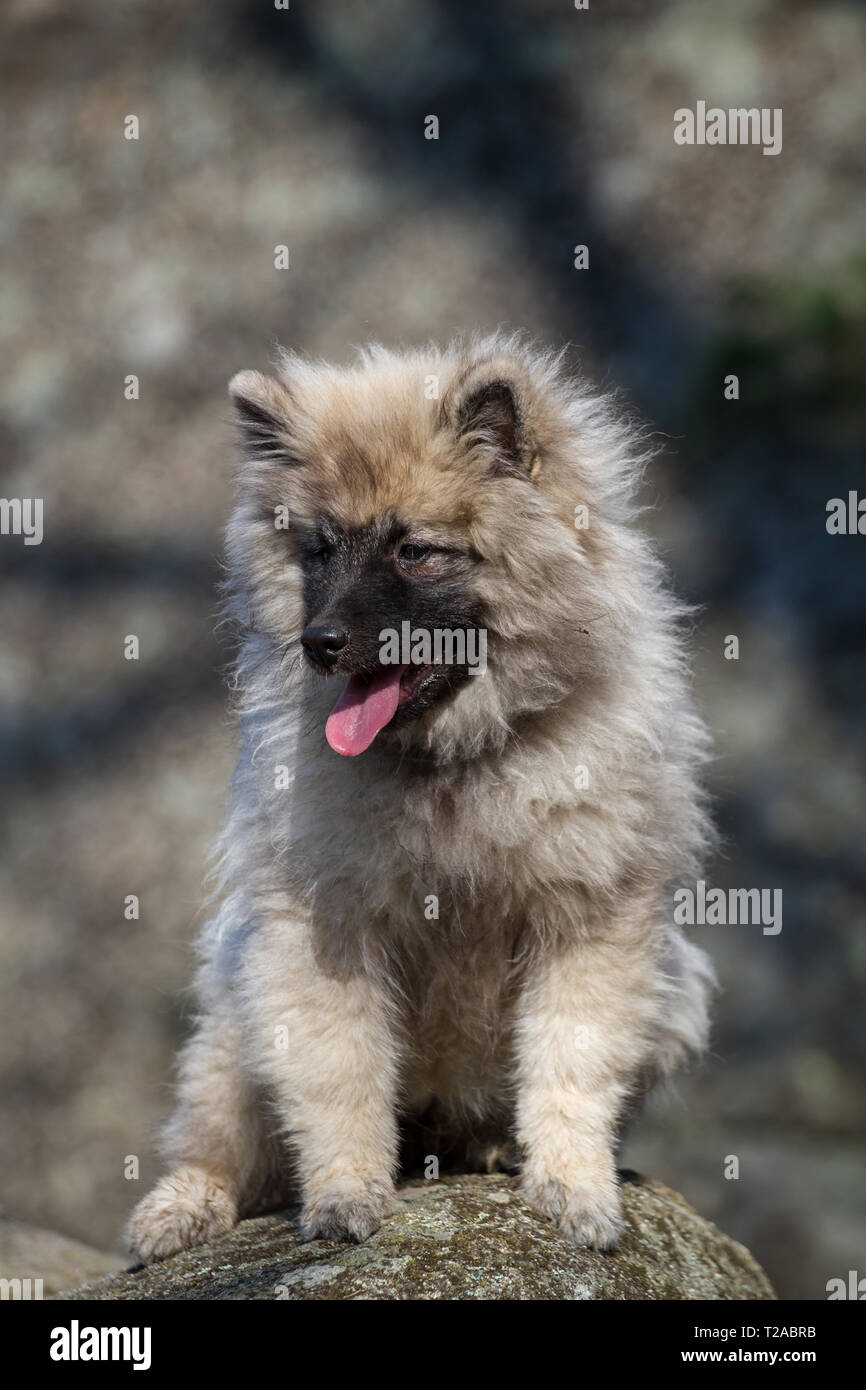Wolfsspitz (Keeshond) puppy sitting Stock Photo