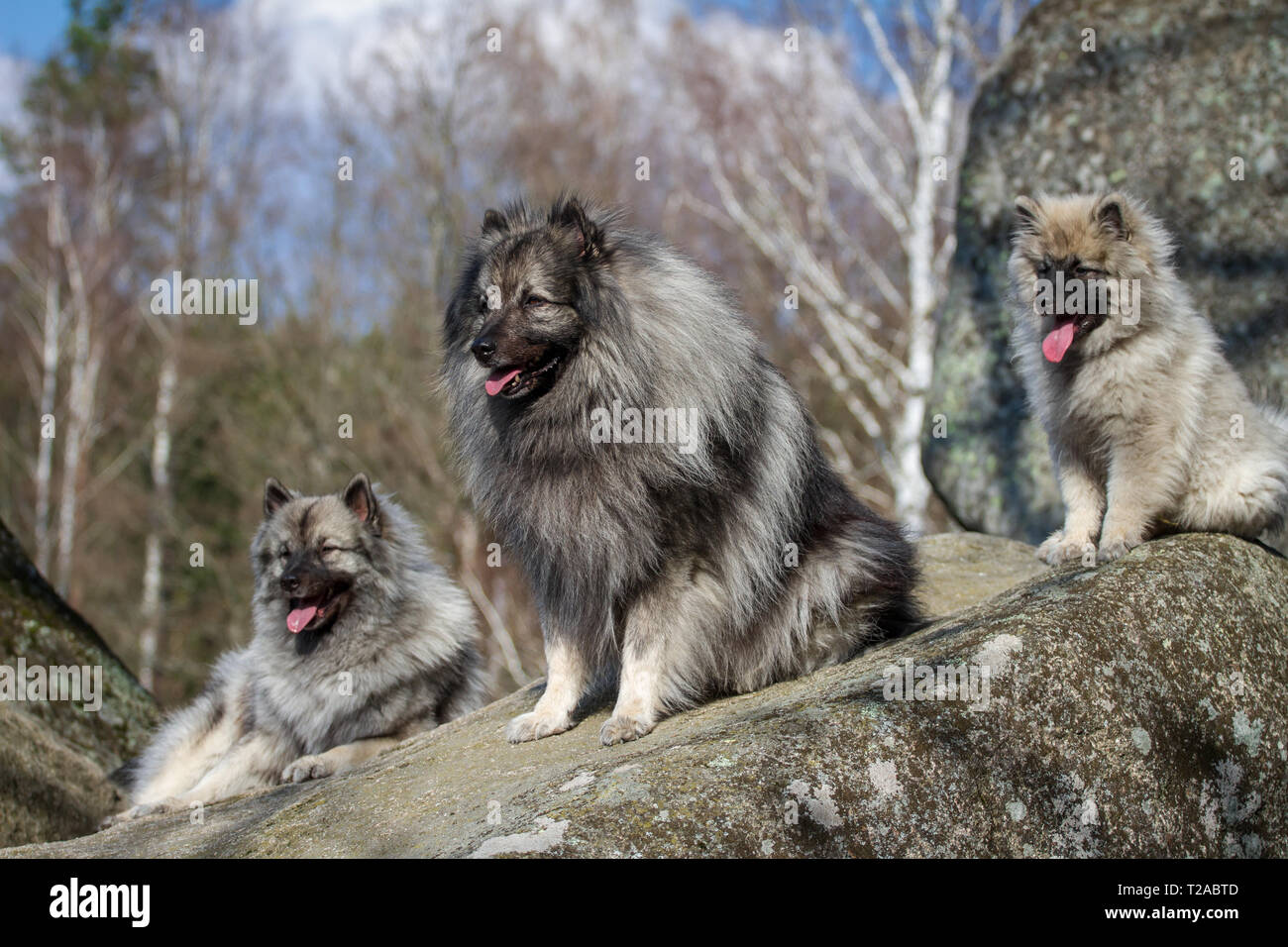 A group of 3 Wolfsspitz (Keeshond) dogs Stock Photo