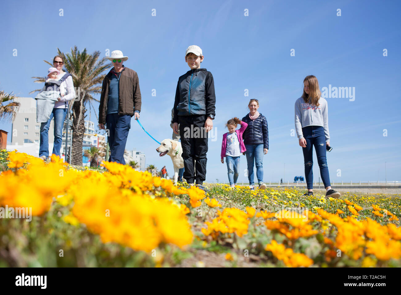 A family and their dog walking along the promenade, Sea Point, Cape Town. Stock Photo