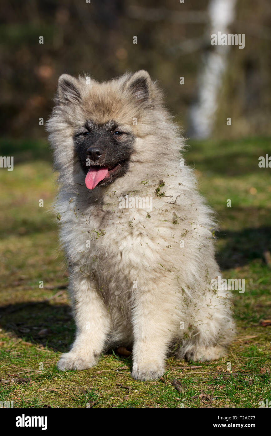 Wolfsspitz (Keeshond) puppy sitting Stock Photo
