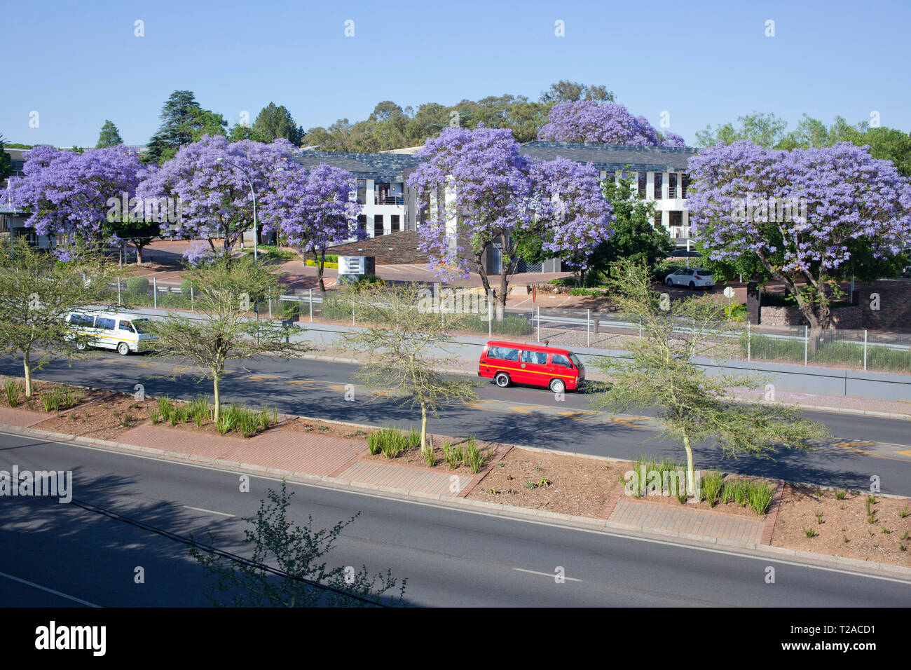 Jacaranda Trees of Hyde Park, Johannesburg, South Africa Stock Photo