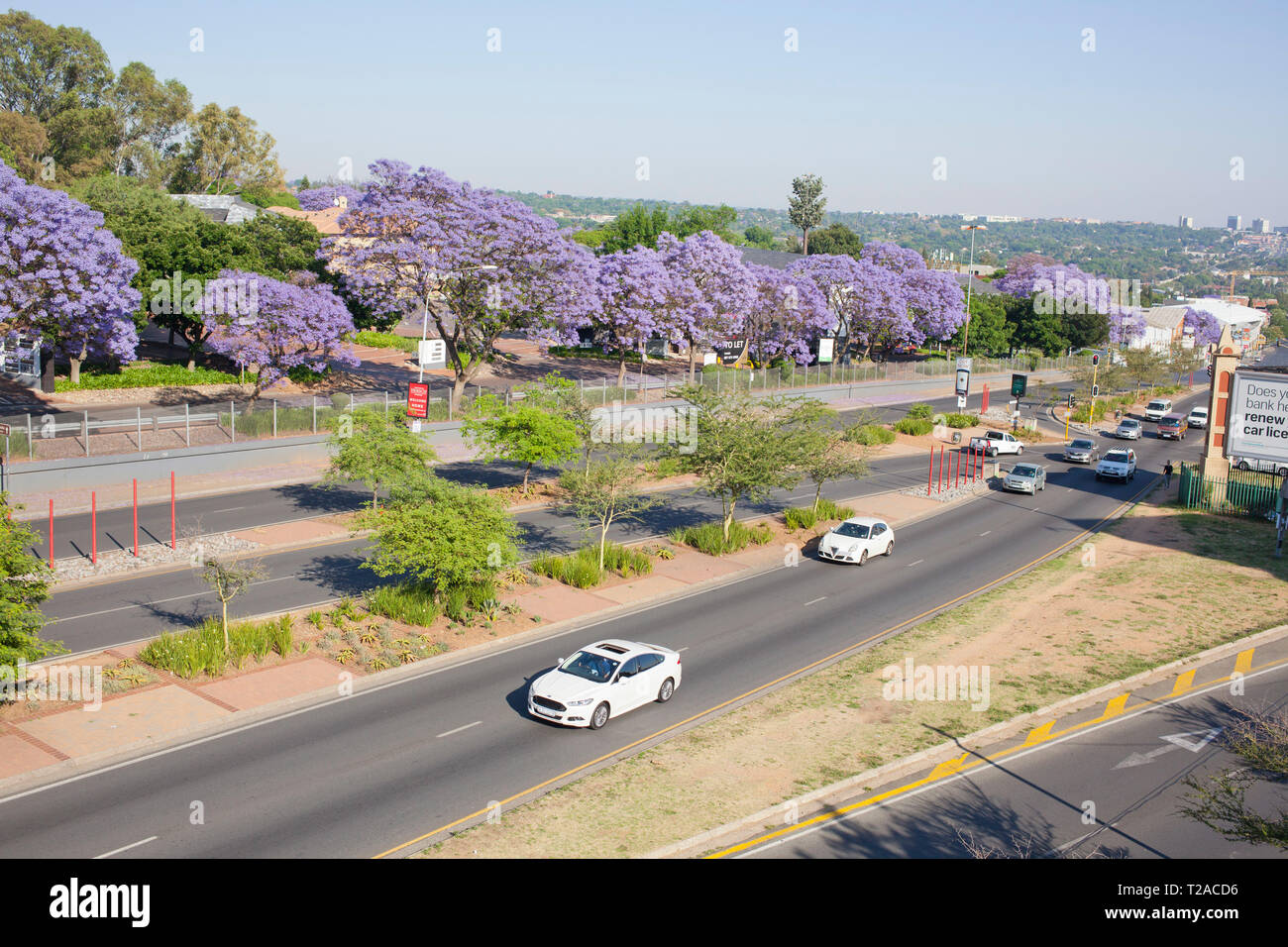 Jacaranda Trees of Hyde Park, Johannesburg, South Africa Stock Photo