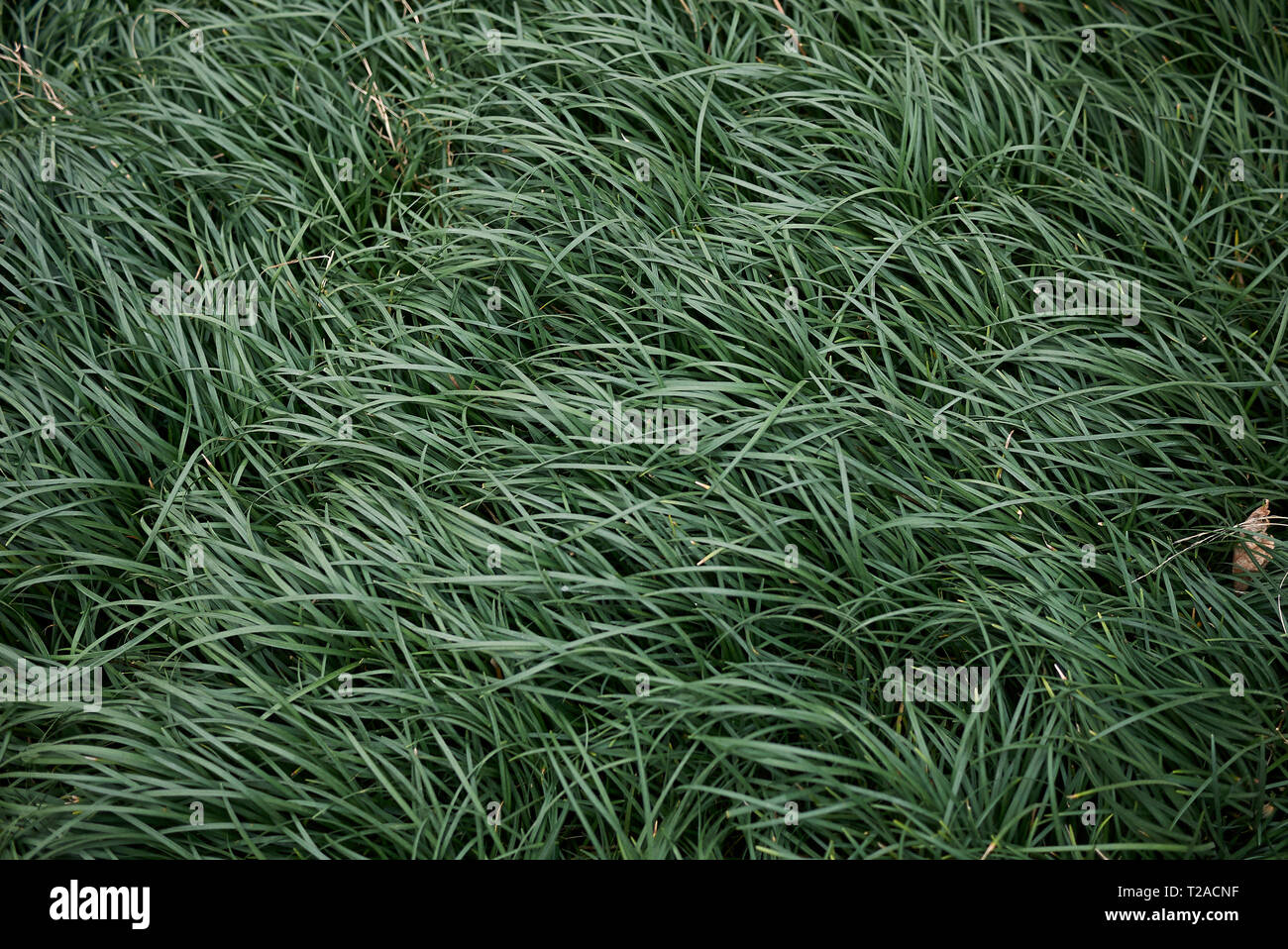 Ophiopogon japonicus background Stock Photo
