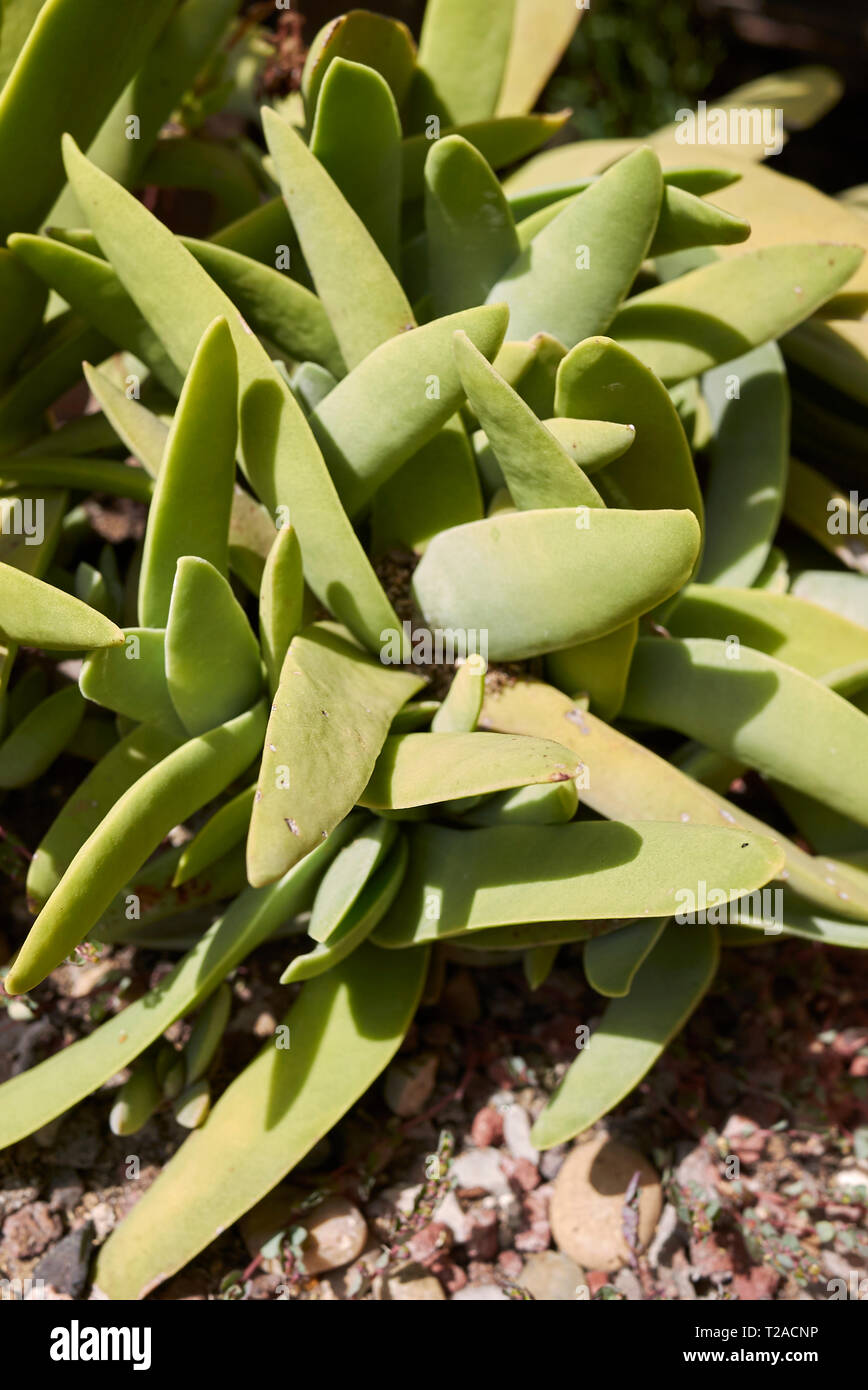 Crassula perfoliata close up Stock Photo