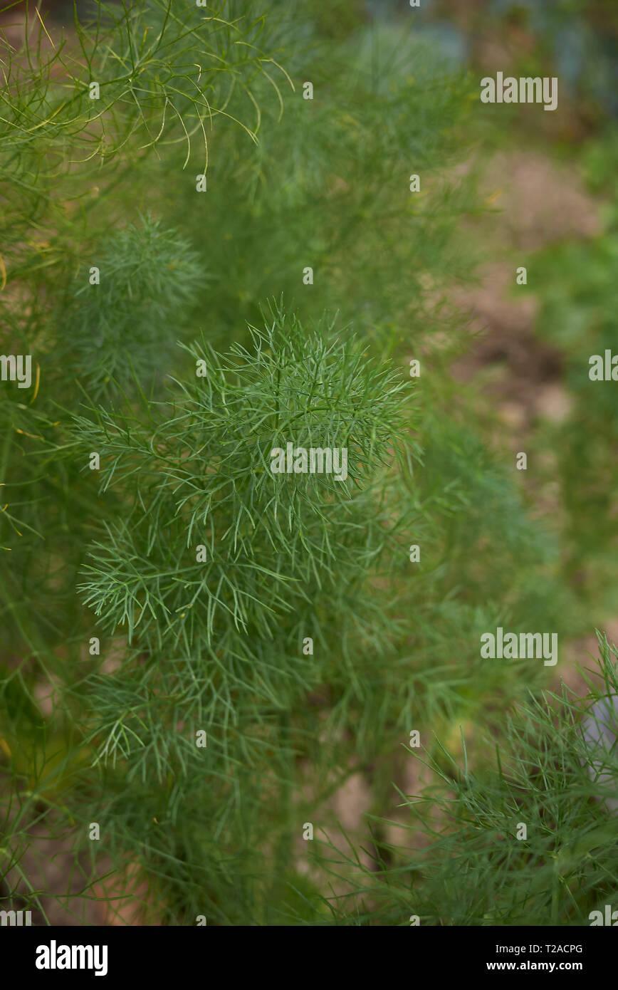 Herb fennel plant hires stock photography and images Alamy