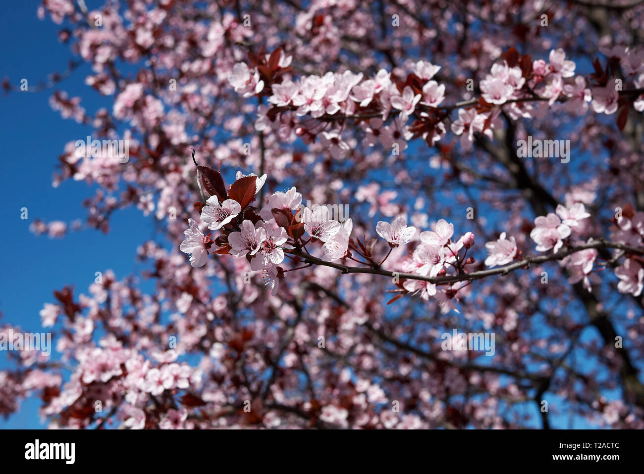 Prunus cerasifera prunus hi-res stock photography and images