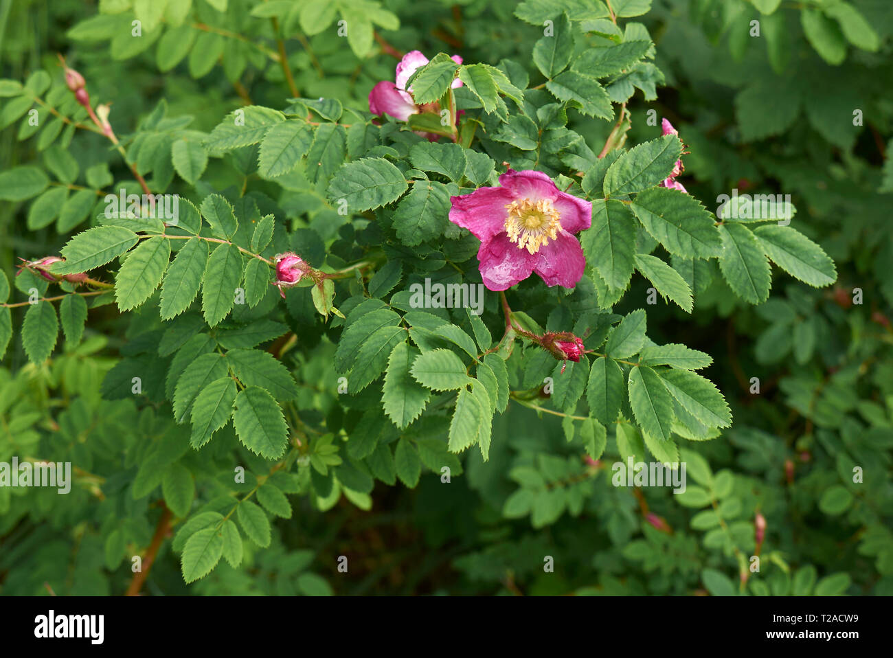 Rosa pendulina in bloom Stock Photo