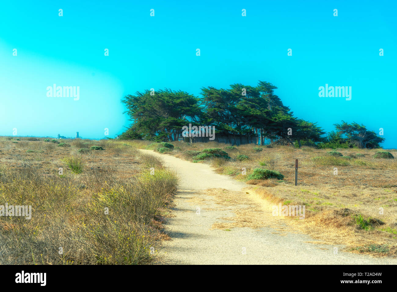 Unpaved road leading to a grove f trees through brown grassy fields under blue skies. Stock Photo