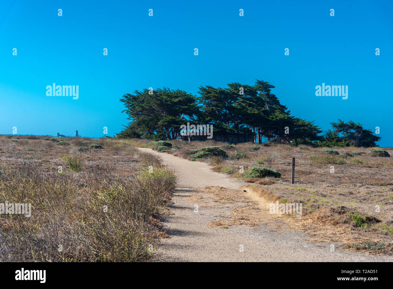 Unpaved road leading to grove of trees under bright blue sky. Stock Photo