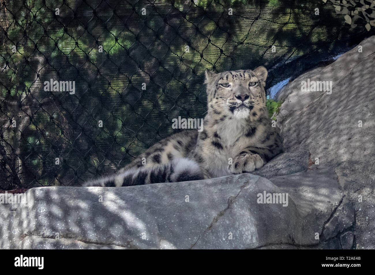 Snow Leopard at zoo Stock Photo Alamy
