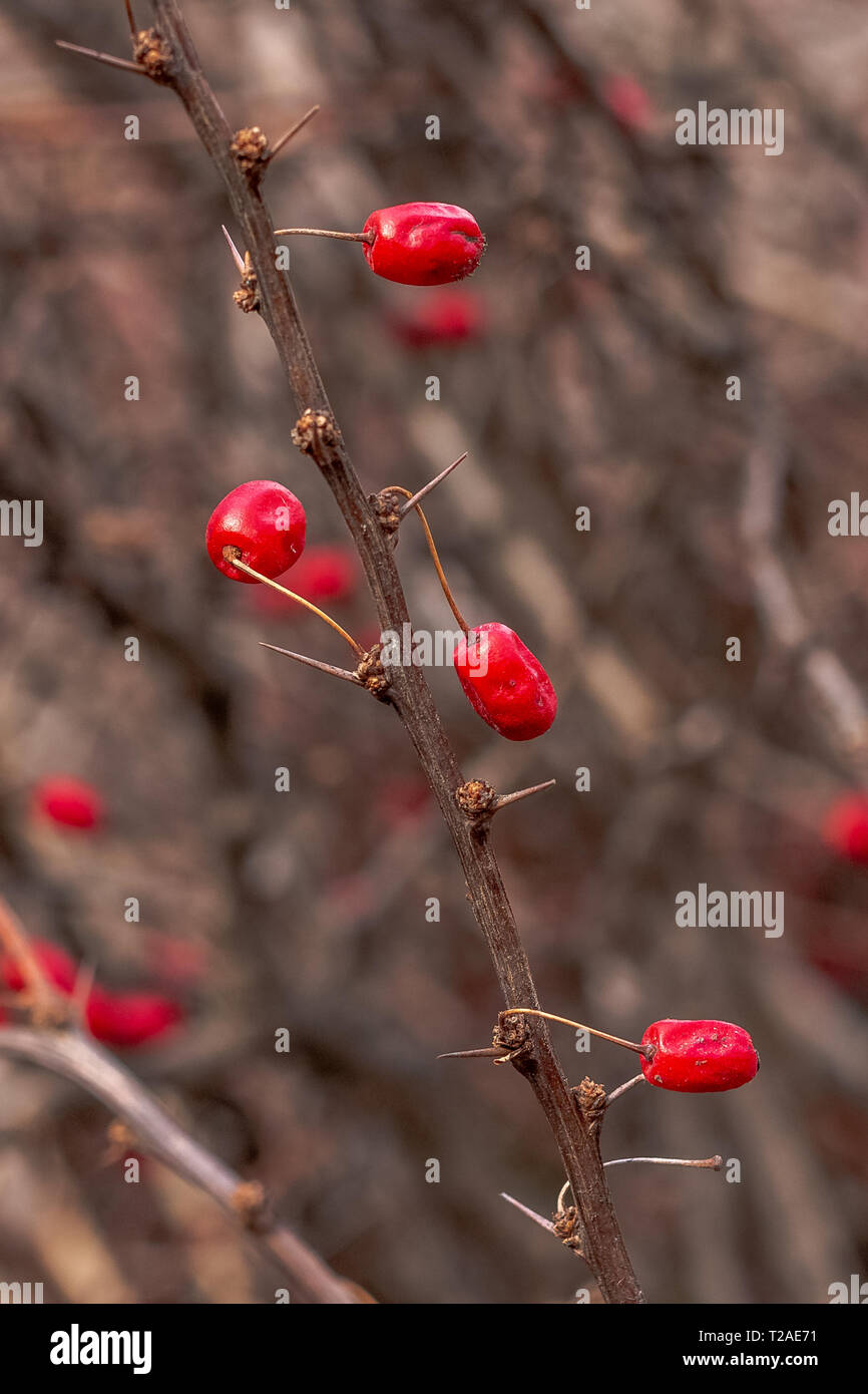 Red edible berries of the famous shrub of the European barberry on the
