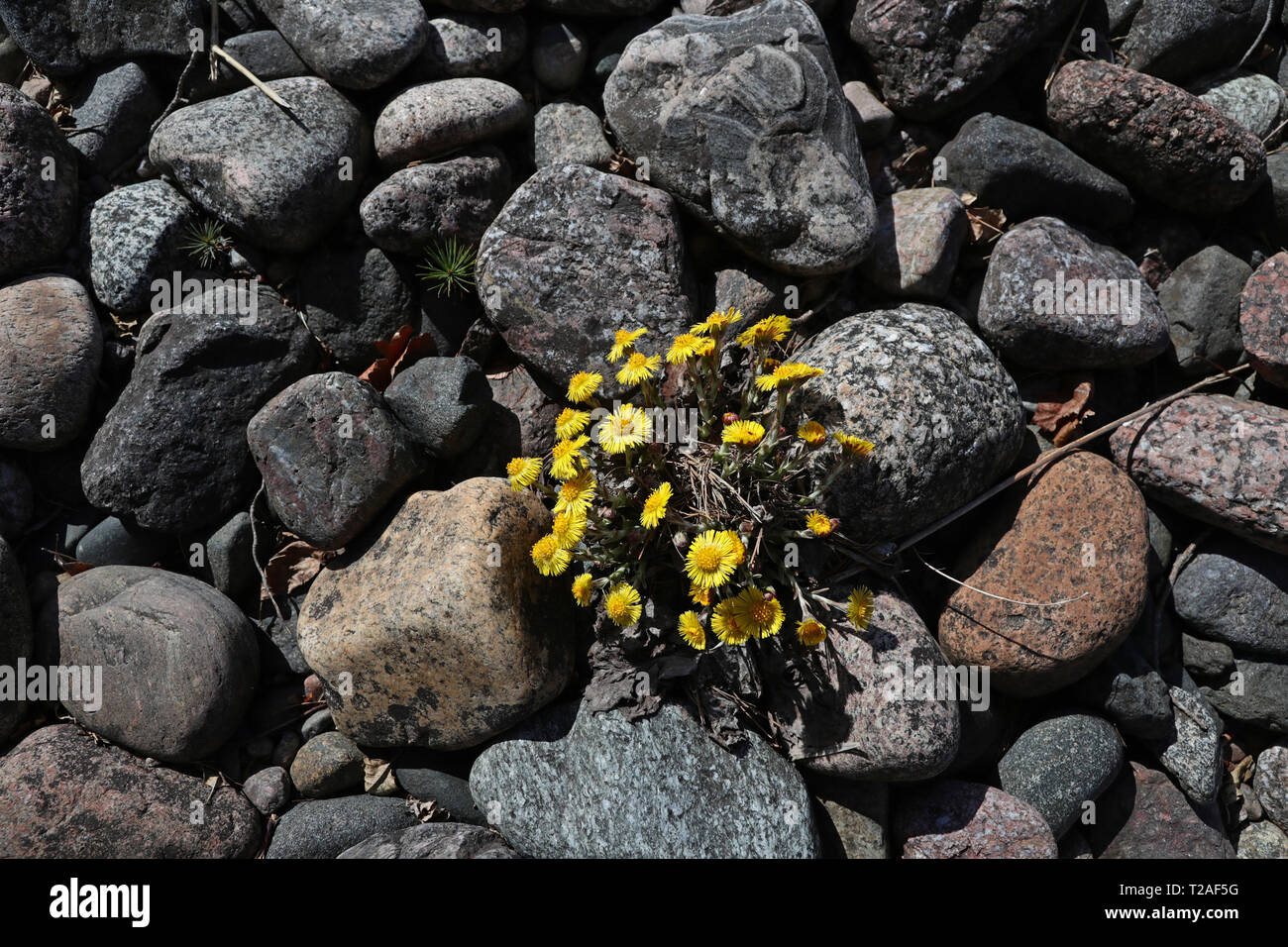 Growing on a beach hi-res stock photography and images - Alamy
