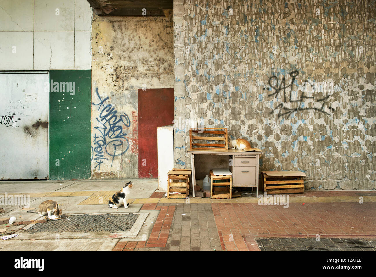 Street cats feeding from leftover food on Avenida Central, the main shopping street of Panama City, Panama, Central America. Oct 2018 Stock Photo