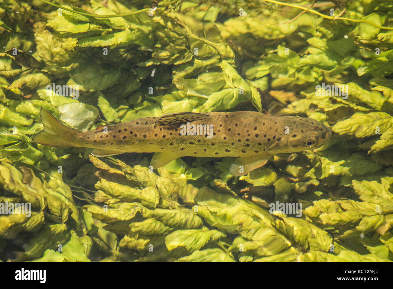 Brown trout river itchen Winchester Stock Photo