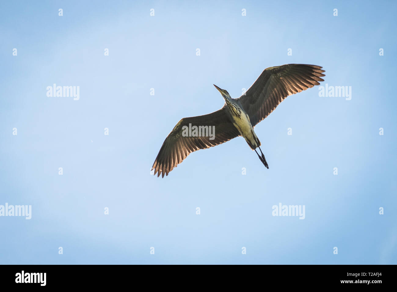 Grey heron flying over Winnall Moors Winchester uk Stock Photo