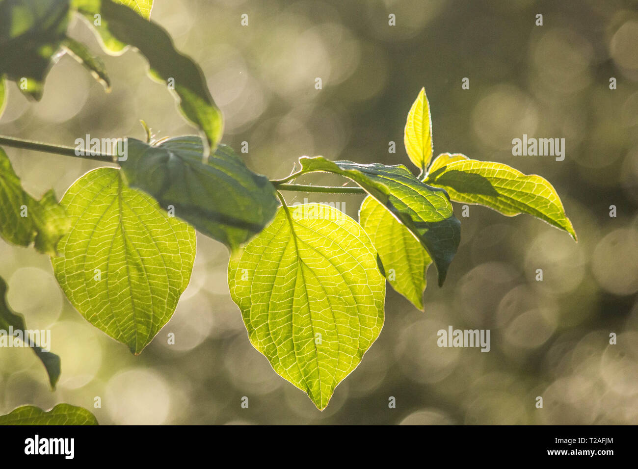 backlit uk native beech tree Stock Photo