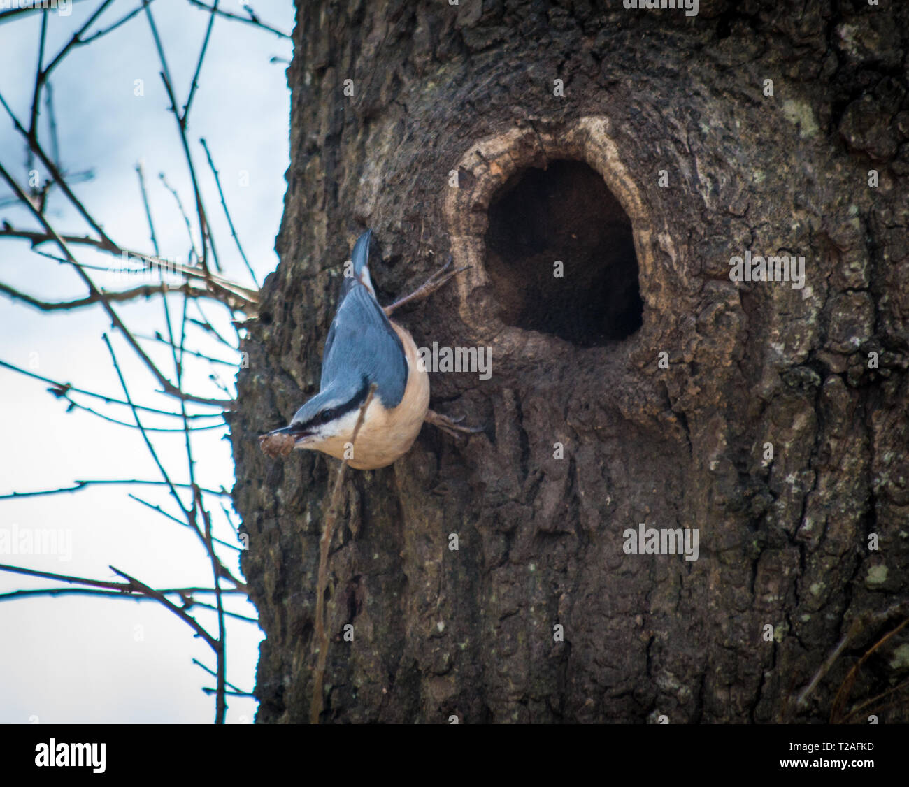 Nesting Nuthatch in tree Stock Photo