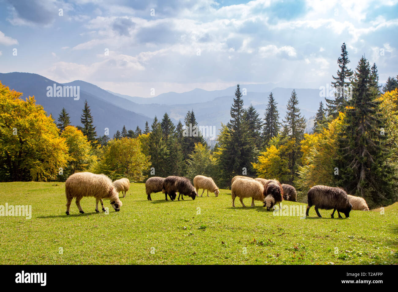 Herd of sheep grazing high in the mountains in autumn on alpine meadow Stock Photo
