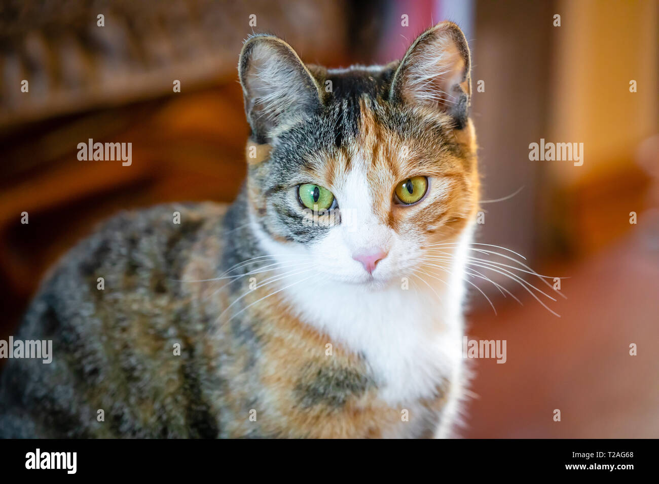 Tricolored cat hi-res stock photography and images - Alamy