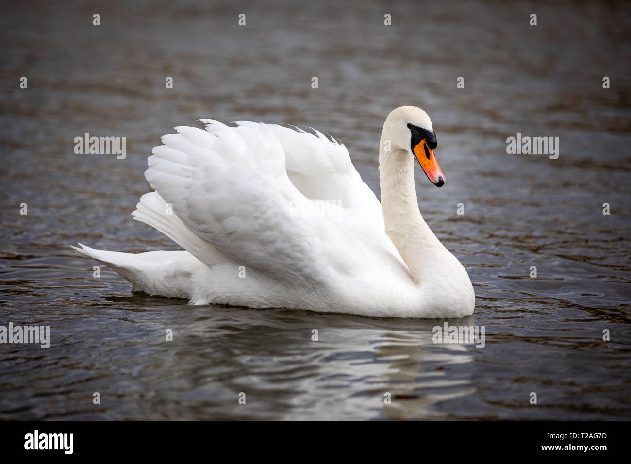 A beautiful white swan swimming on river Vltava in Prague Stock Photo