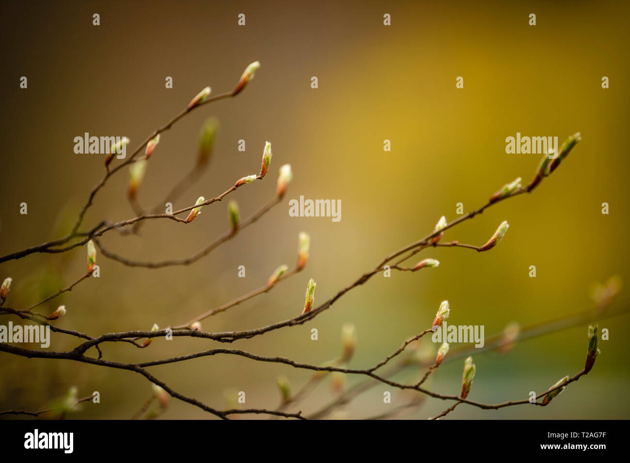 Fresh new leaves of spring tree close-up on green bokeh background, natute Stock Photo