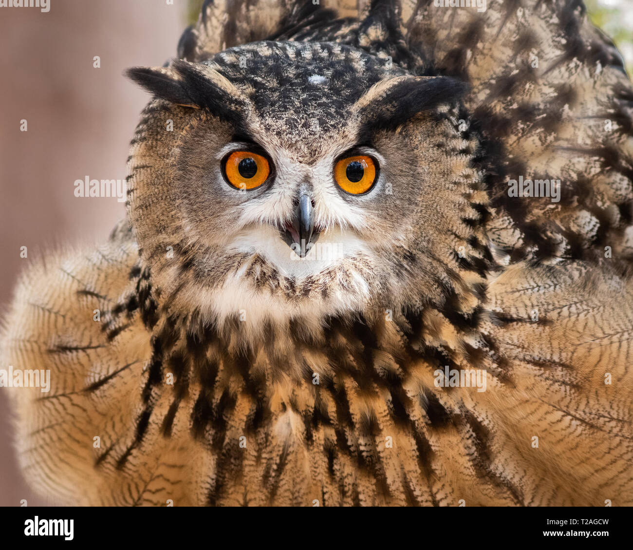 A Eurasian eagle owl fluffing his feathers. Stock Photo