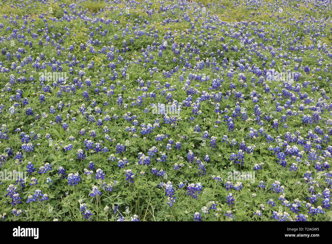 Field of blooming bluebonnets during spring in Texas Stock Photo