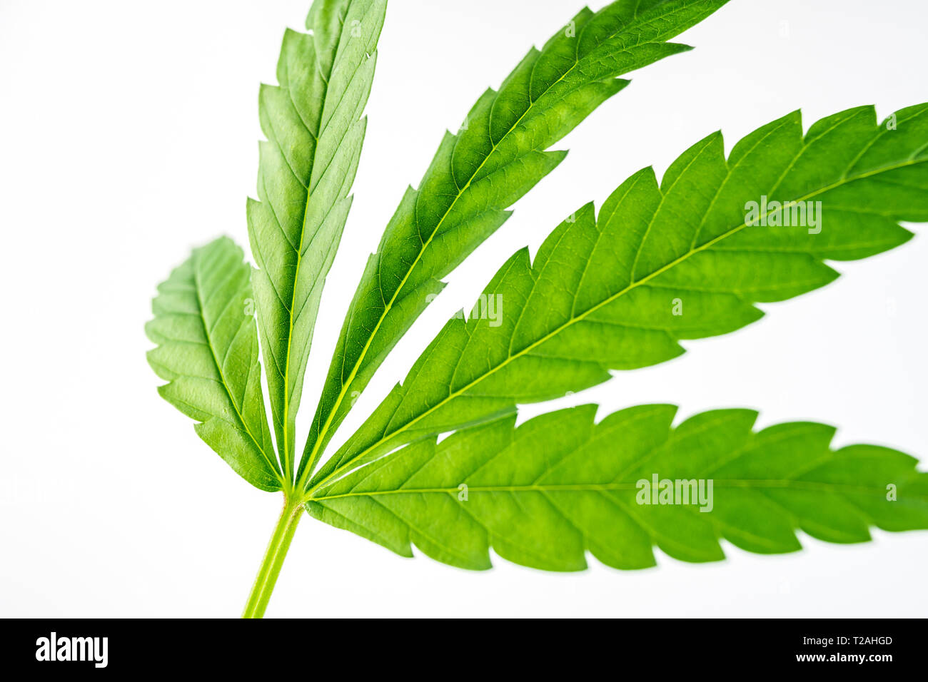 Close up of Green hemp, ganja leaf on white isolated background Stock Photo
