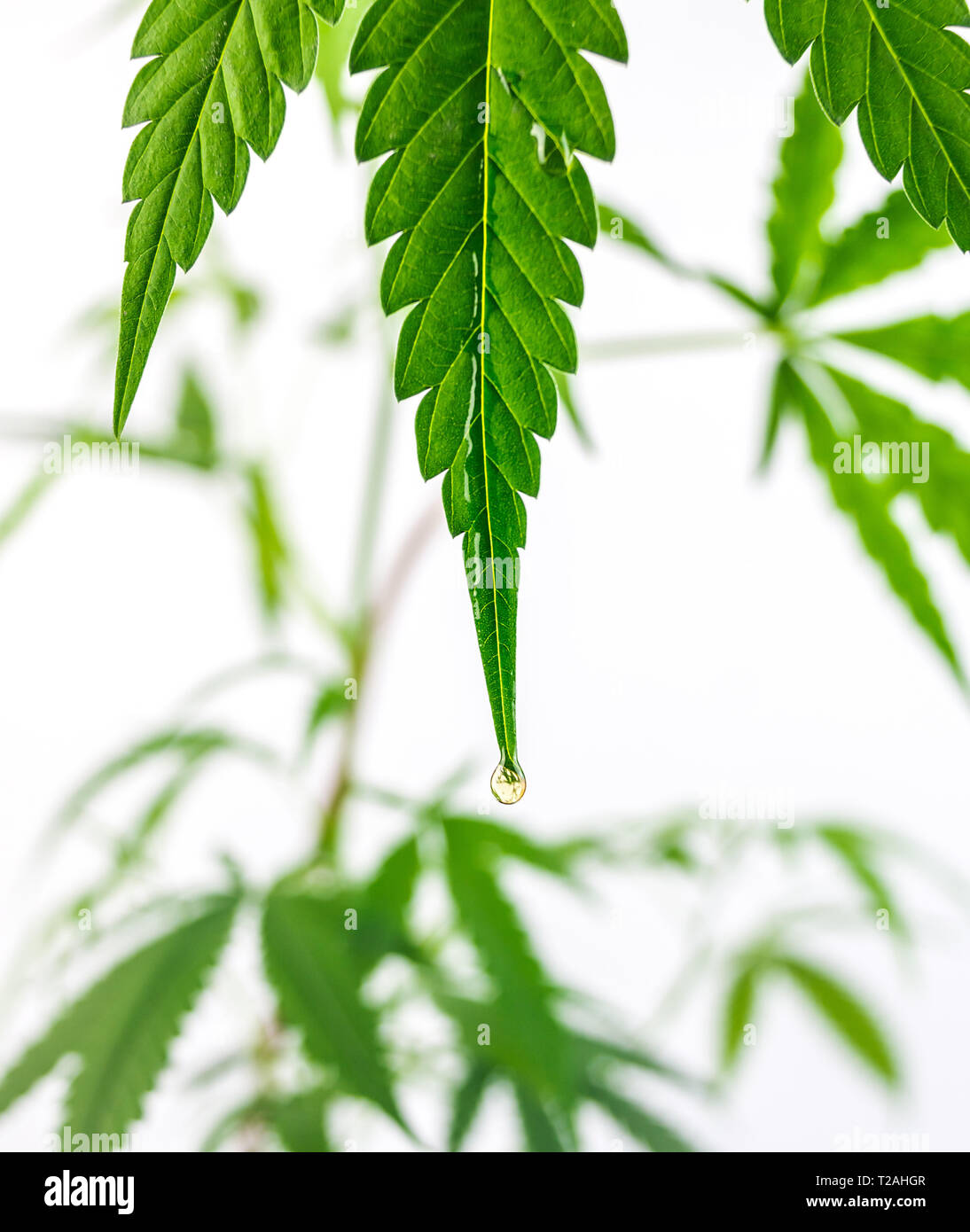 Close up of Green hemp, ganja leaf with CBD oil drop on white background Stock Photo