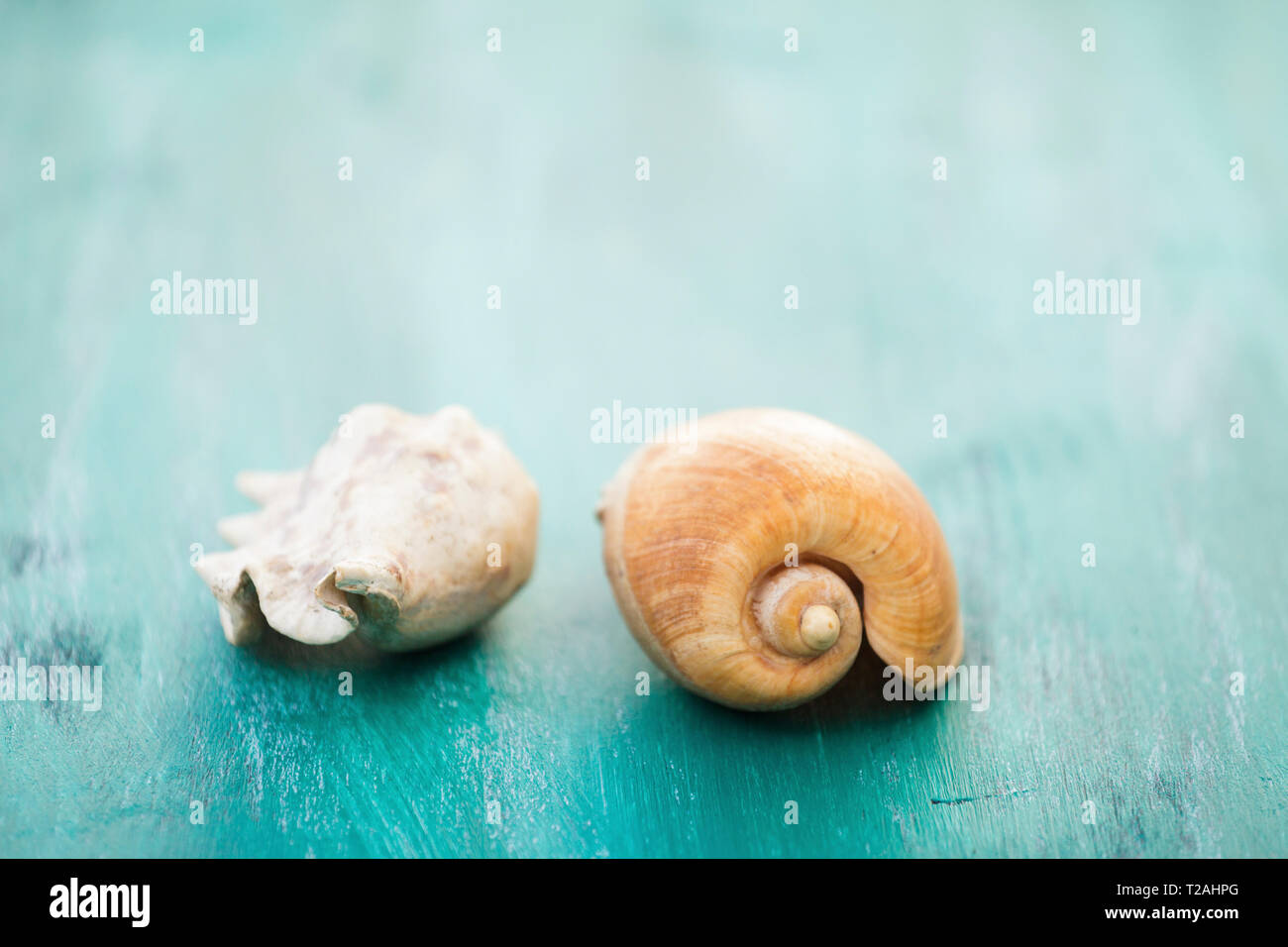 Two seashells Stock Photo