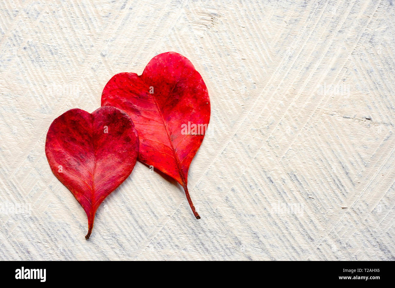 Red heart shaped leaves Stock Photo