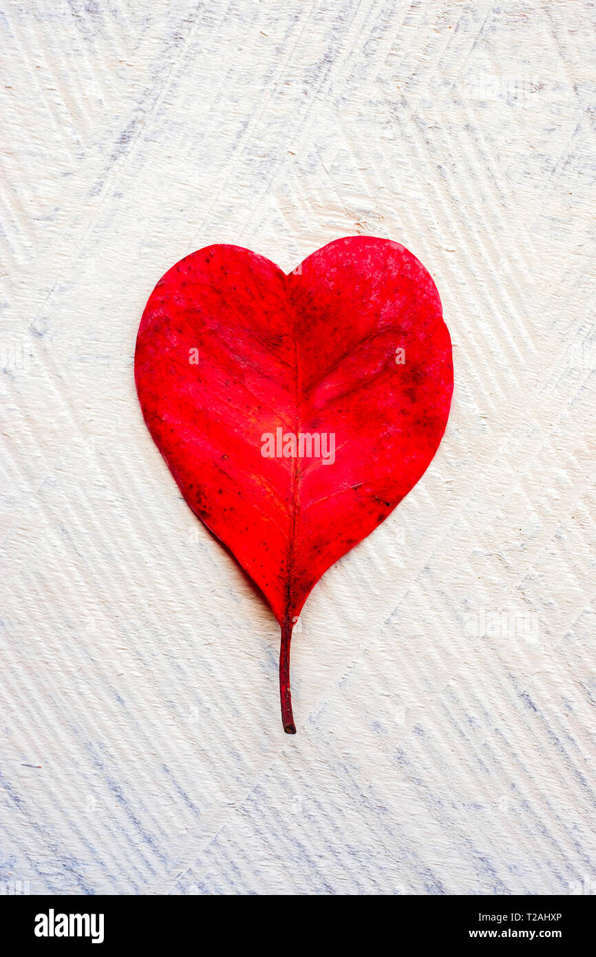 Red heart shaped leaf Stock Photo