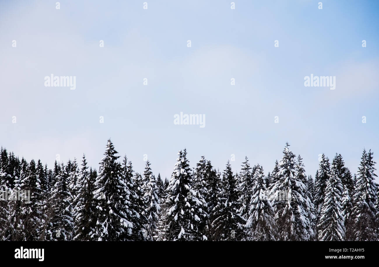 Norway pine tree hi-res stock photography and images - Alamy