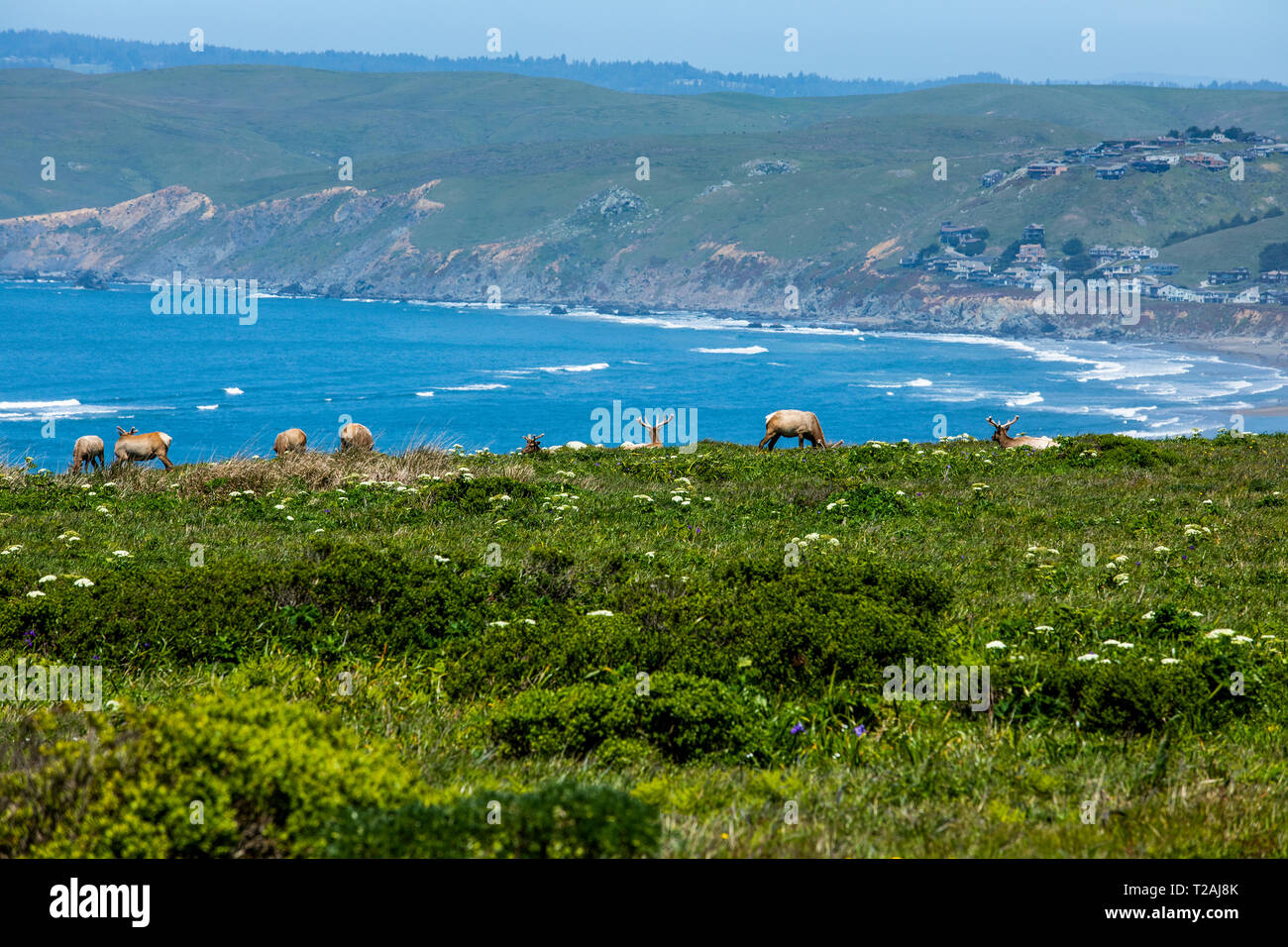 Elk grazing by sea in San Francisco, California, USA Stock Photo