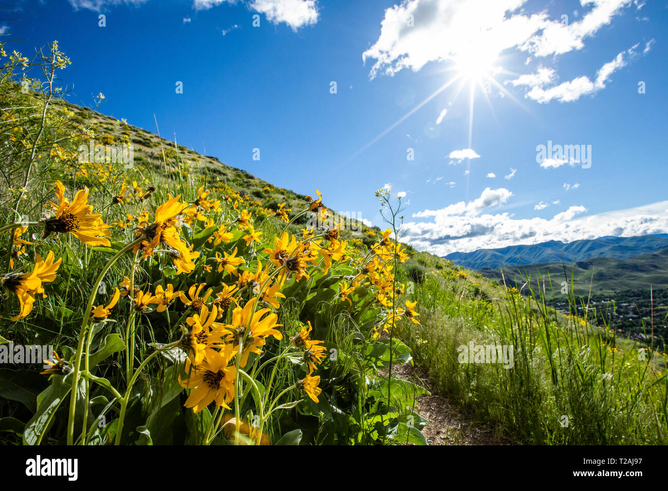 Yellow flowers in Sun Valley, Idaho, USA Stock Photo Alamy
