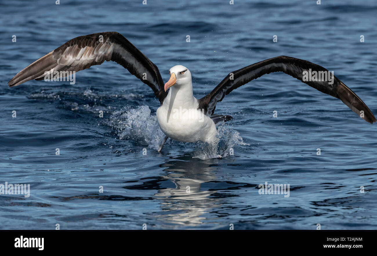 Black browed albatross, or mollymauk, landing on the water,Pacific Ocean North Island, New Zealand. Stock Photo