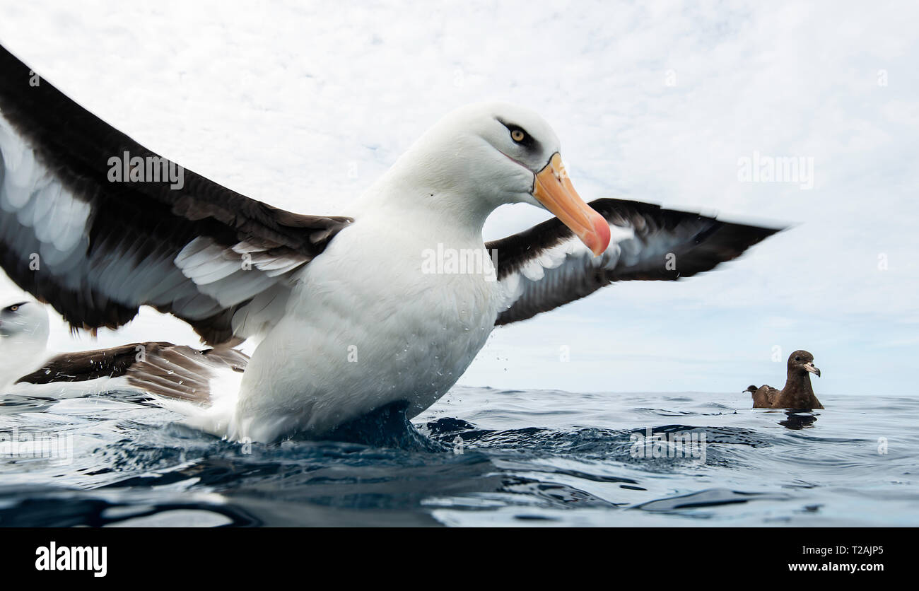 Black browed albatross, or mollymauk, floating on the water, Pacific Ocean, North Island, New Zealand. Stock Photo