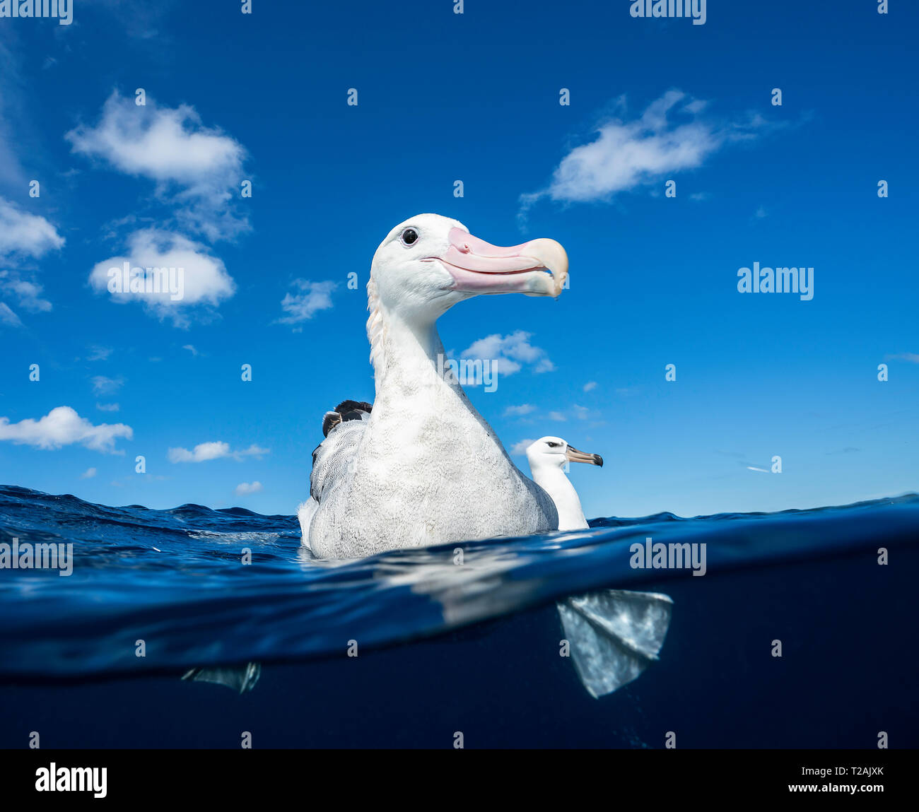 Wandering albatross resting on the water, Pacific Ocean, North Island, New Zealand. Stock Photo