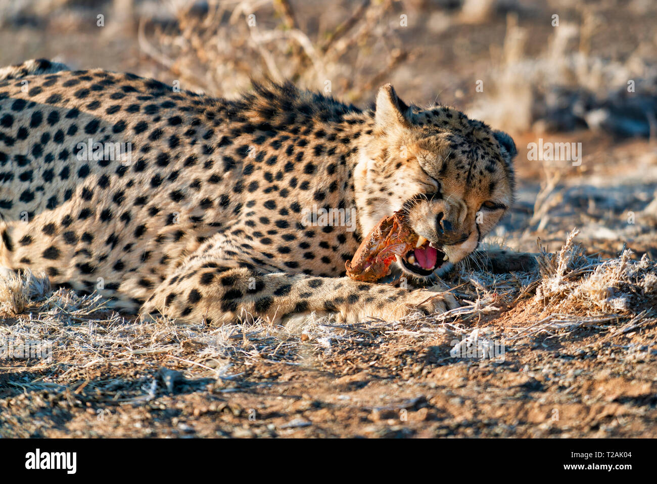 Eating cheetah Stock Photo