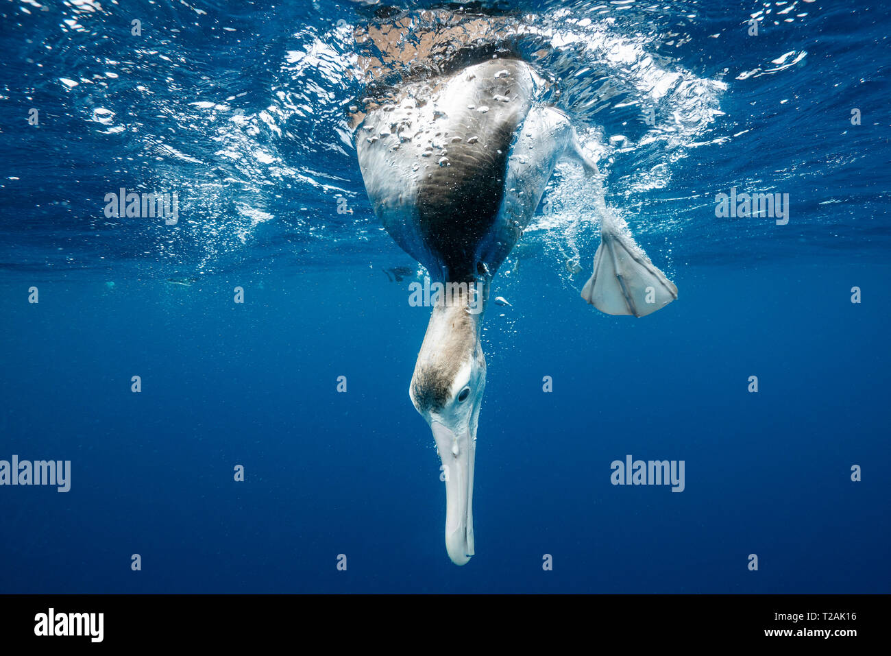Antipodean albatross looking underwater, Pacific Ocean, North Island, New Zealand. Stock Photo