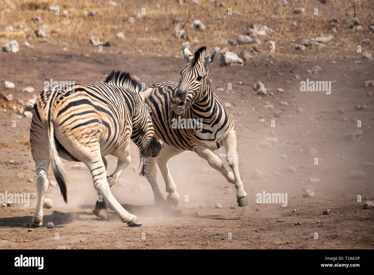 Zebra zebras fighting biting hires stock photography and images Alamy