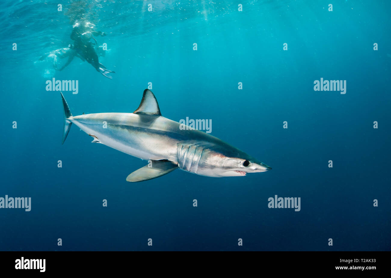 Short fin mako shark swimming in the blue offshore past Western Cape