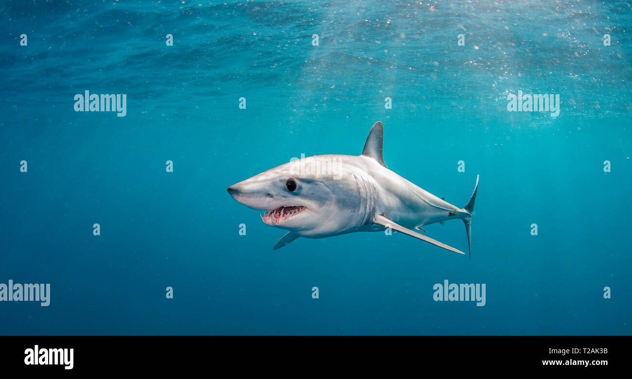 Short fin mako shark swimming in the blue offshore past Western Cape