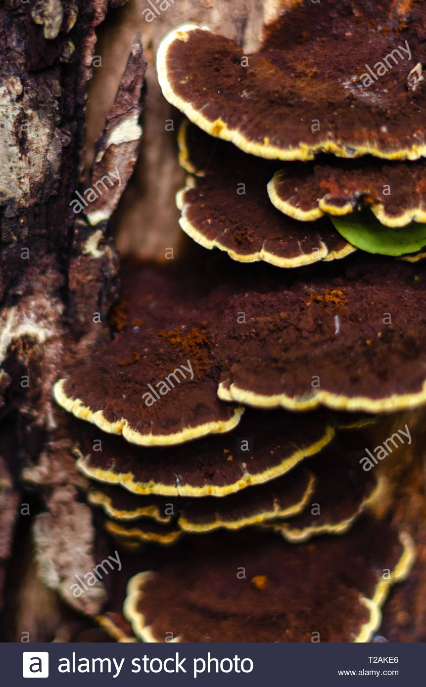 Mustard Tree High Resolution Stock Photography and Images Alamy