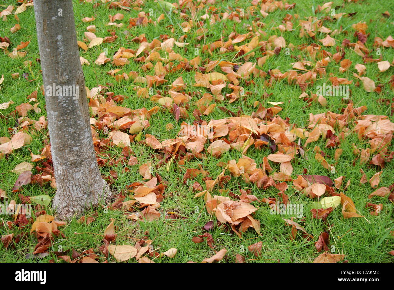 Autumn Leaves at the base of a Plane tree Stock Photo - Alamy