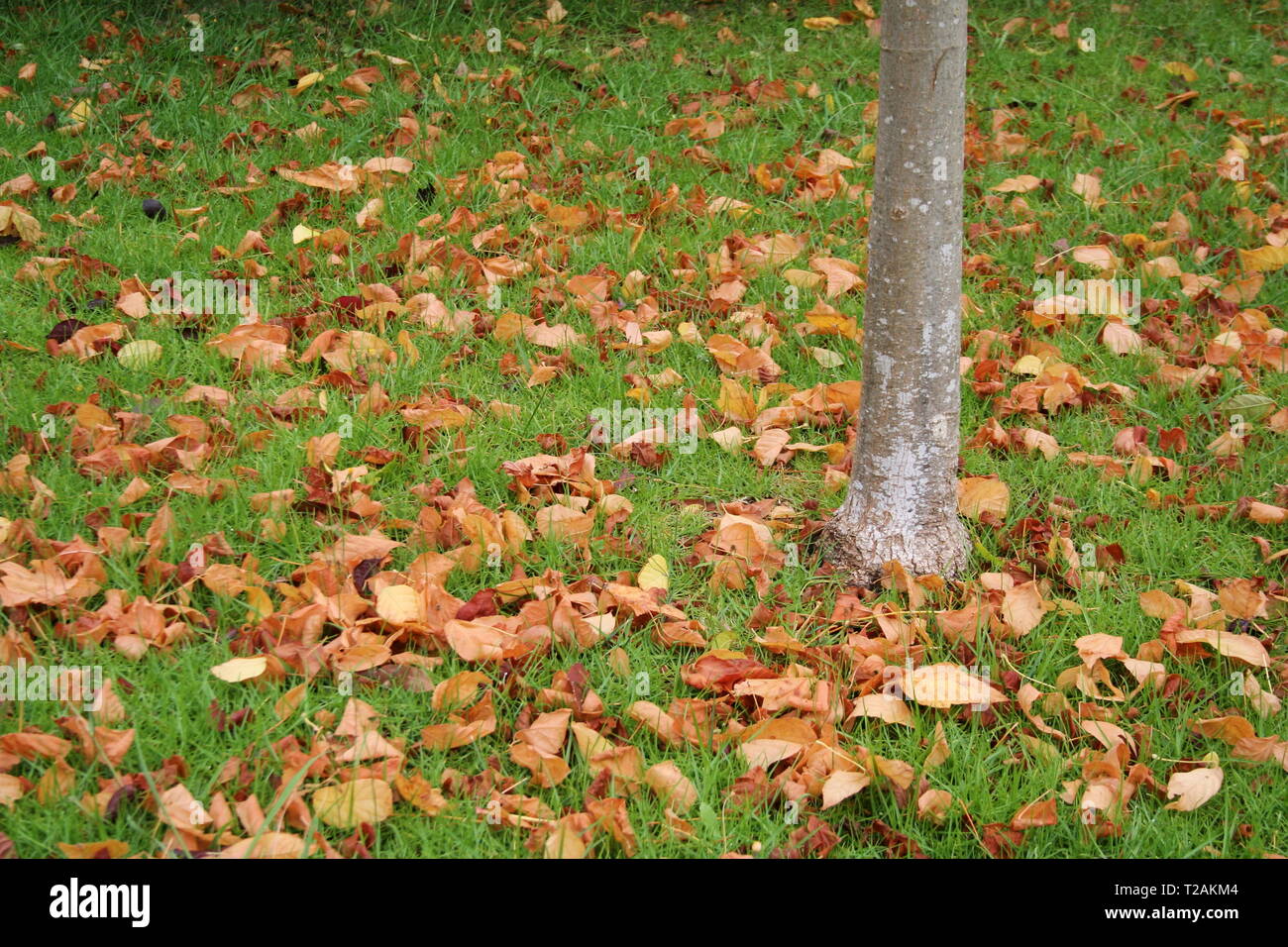 Autumn Leaves at the base of a Plane tree Stock Photo - Alamy