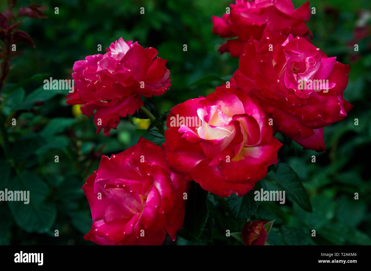 Rose hill hires stock photography and images Alamy