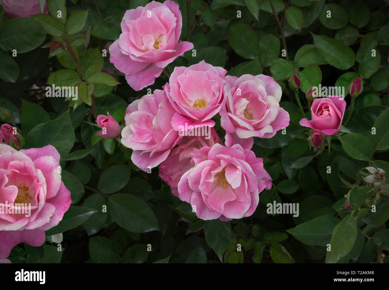 Rose hill garden manito park hires stock photography and images Alamy